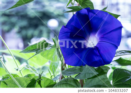 牽牛花開花,紫色牽牛花花 牽牛花開花,紫色牽牛花花 104833207