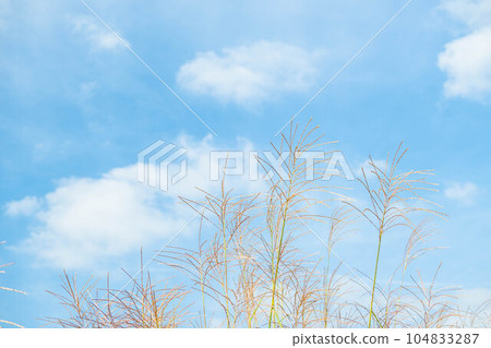 Pampas grass swaying in the summer blue sky 104833287