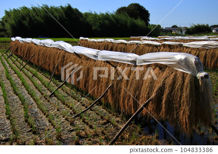 Scenery with rice racks [In Namerikawa-cho, Hiki-gun, Saitama Prefecture] 104833386