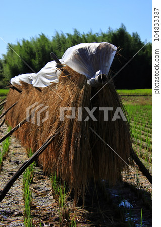 Scenery of a farmer harvesting rice Rice racks [In Namerikawa-cho, Hiki-gun, Saitama Prefecture] 104833387