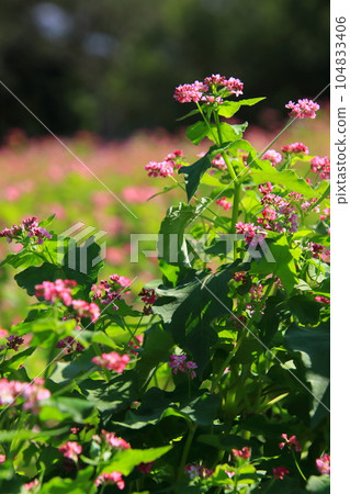紅蕎麥花【埼玉縣比企郡滑川町武藏久陵森林公園】 104833406