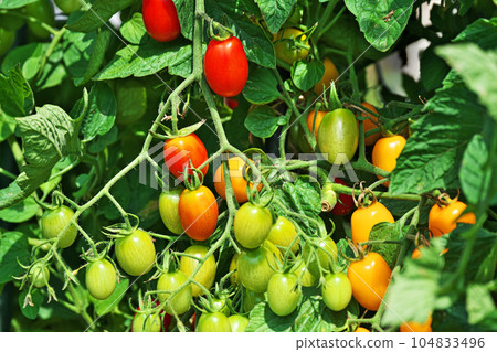 紅色迷你番茄果實（夏季，六月） 104833496