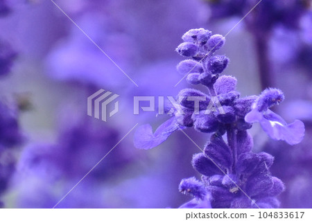 Lavender Hiroshima Bihoku Kyuryo Park Bihoku Kyuryo National Government Park 104833617