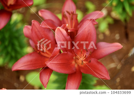 Red lily flowers Red lily flowers 104833699