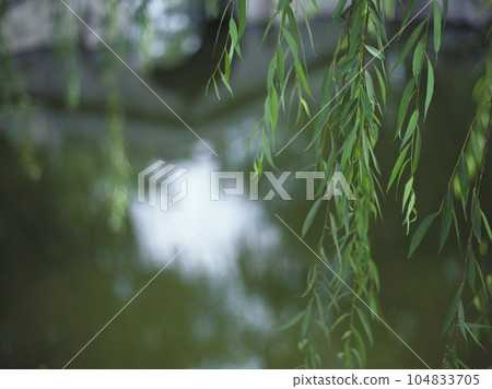 Reflection of weeping willows and pond in the park Reflection of weeping willows and pond in the park 104833705