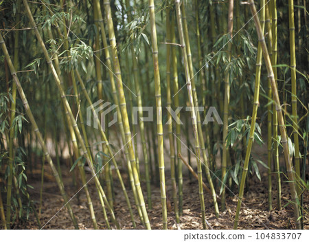 Chiku種植在公園的人行道上 Chiku種植在公園的人行道上 104833707