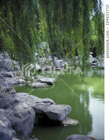 Reflection of weeping willows and pond in the park Reflection of weeping willows and pond in the park 104833710