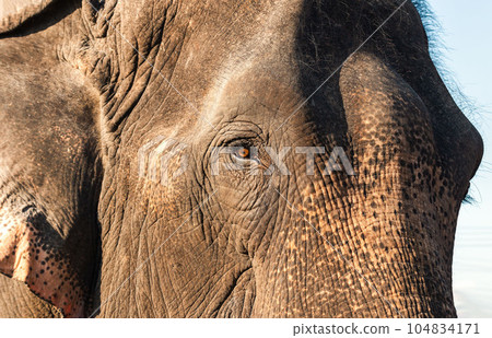 Close up Asian elephant head. Asian Elephant in Thailand, Elephant Nature Park, Thailand. Female elephant standing on nature background. 104834171
