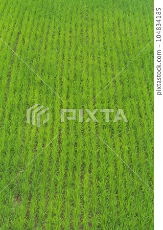 Summer paddy fields seen from above July 104834185