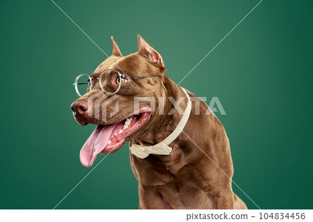 Purebred, smart dog of American pitbull terrier sitting in glasses against green studio background. Business 104834456