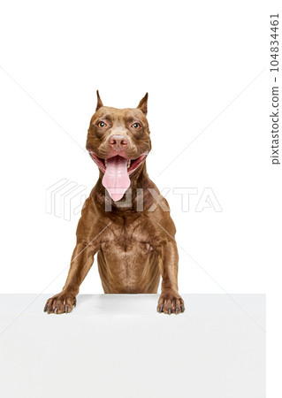 Positive, purebred American pitbull terrier sitting with tongue sticking out against white studio background Positive, purebred American pitbull terrier sitting with tongue sticking out against white studio background 104834461