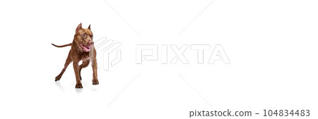Purebred, beautiful dog of American pitbull terrier in motion, running against white studio background 104834483