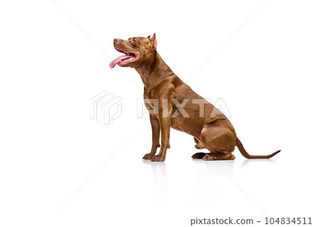 Side view image of dog, purebred American pitbull terrier sitting with tongue sticking out against white studio background 104834511