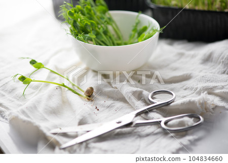 Healthy food concept, growing microgreens - boxes of peas scissors and a bowl of cut microgreens 104834660