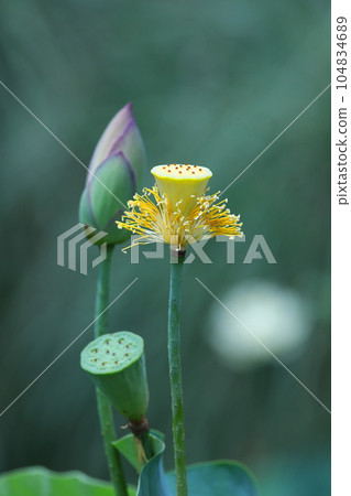 Lot of sprouts 104834689