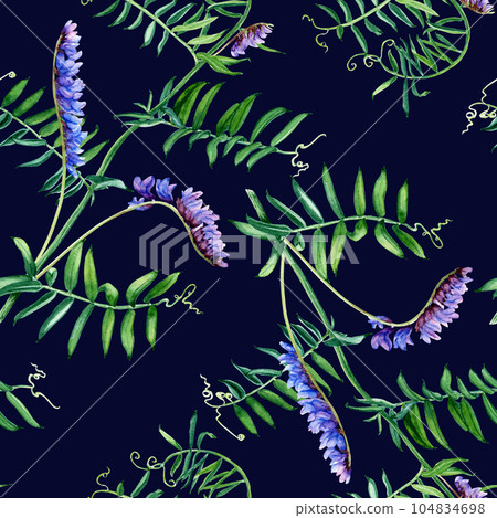 Seamless pattern with wild plant vetch. Watercolor illustration for wrapping, fabric, textile 104834698