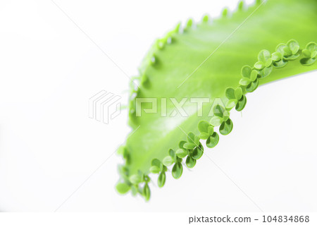 Kobakara grass that sprouts many buds from the leaves Kobakara grass that sprouts many buds from the leaves 104834868
