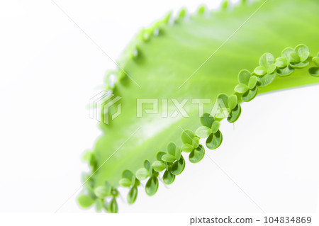 Kobakara grass that sprouts many buds from the leaves 104834869