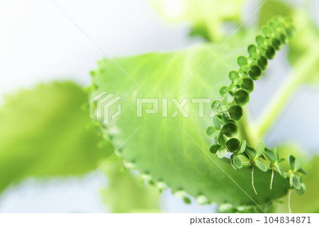 Kobakara grass that sprouts many buds from the leaves Kobakara grass that sprouts many buds from the leaves 104834871
