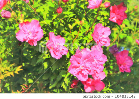 Vivid pink Yaemukuge Vivid pink Yaemukuge 104835142