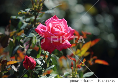 荒尾市少女公民花壇玫瑰花， 104835259