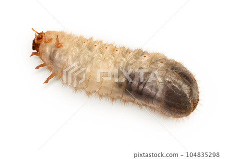 Larva of a may beetle isolated on a white background. Larva of cockchafer 104835298