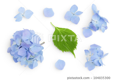 Blue Hydrangea flower isolated on white background. Top view. Flat lay Blue Hydrangea flower isolated on white background. Top view. Flat lay 104835300