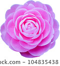 Pink camellia flower 104835438