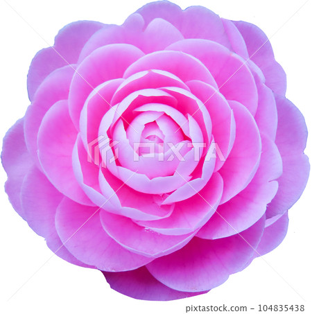 Pink camellia flower Pink camellia flower 104835438