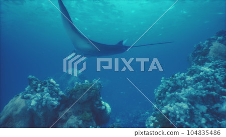 magnificent manta ray gracefully swims above a stunning underwater landscape magnificent manta ray gracefully swims above a stunning underwater landscape 104835486