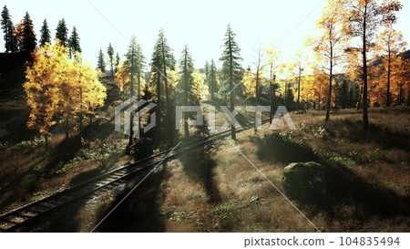 Decaying train tracks weaving through a forest of spruce trees at sunset 104835494