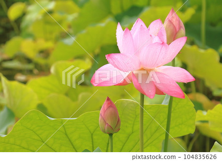 A lotus flower on a rainy day Pink that stands out for its brilliance and purity A lotus flower on a rainy day Pink that stands out for its brilliance and purity 104835626