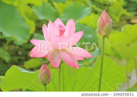 A lotus flower on a rainy day Pink that stands out for its brilliance and purity A lotus flower on a rainy day Pink that stands out for its brilliance and purity 104835631