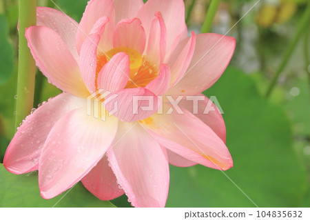 A lotus flower on a rainy day Pink that stands out for its brilliance and purity A lotus flower on a rainy day Pink that stands out for its brilliance and purity 104835632