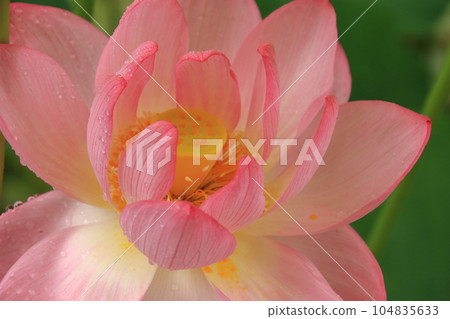 A lotus flower on a rainy day Pink that stands out for its brilliance and purity 104835633