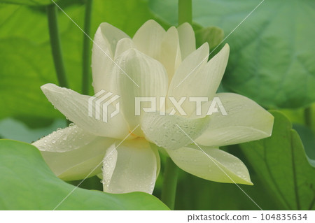 A lotus flower on a rainy day, white that stands out for its brilliance and purity 104835634