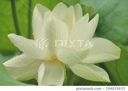 A lotus flower on a rainy day, white that stands out for its brilliance and purity 104835635