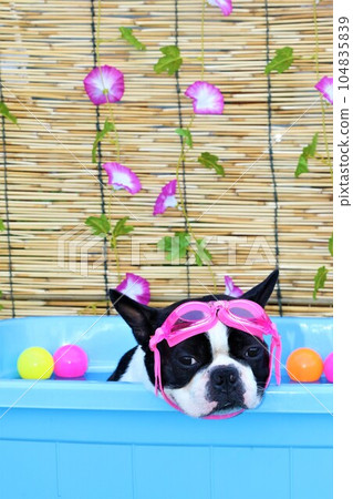 Boston terrier Mighty looking cute in the beautiful pool with morning glory flowers and colored balls♡ 104835839