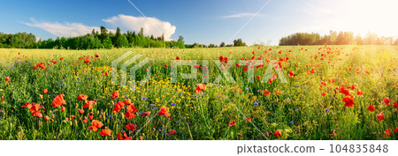 Panoramic view of the field with a lot of wild flowers. 104835848