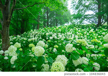 Fantastic hydrangea wrapped in fog 104836043