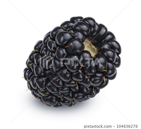 One blackberry isolated on white background One blackberry isolated on white background 104836278