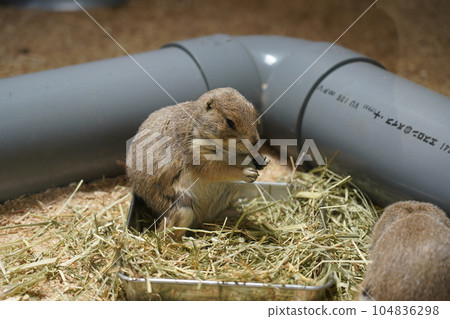 黑尾草原土撥鼠~相模原麻溝公園親密動物廣場~ 黑尾草原土撥鼠~相模原麻溝公園親密動物廣場~ 104836298