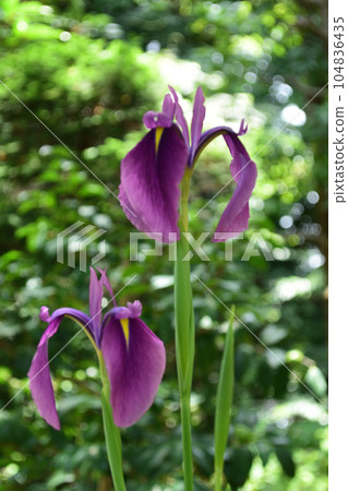 夏花：Nohana Iris 鳶尾科的野生祖先，在六月至七月期間綻放紅紫色的花朵。 104836435