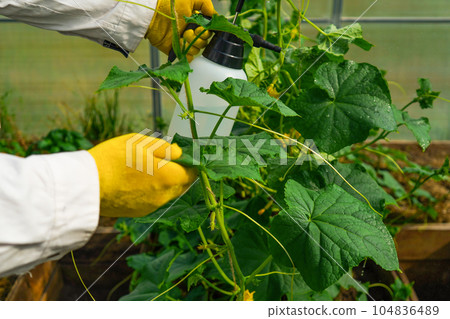 Close up shot of a gardener spraying insecticide on cucumber seedlings indoors. insect pest infestation. Feed the vegetable blush by the lead at the stage of pudding Close up shot of a gardener spraying insecticide on cucumber seedlings indoors. insect pest infestation. Feed the vegetable blush by the lead at the stage of pudding 104836489