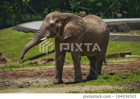 秋吉台野生動物園的非洲象 秋吉台野生動物園的非洲象 104836501