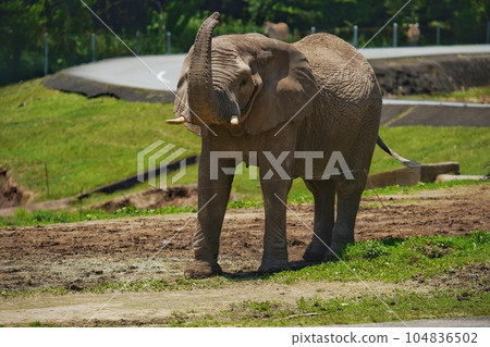 秋吉台野生動物園的非洲象 秋吉台野生動物園的非洲象 104836502