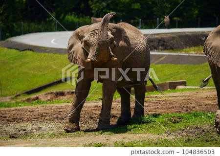 African elephants at Akiyoshidai Safari Land 104836503