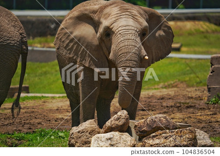 秋吉台野生動物園的非洲象 秋吉台野生動物園的非洲象 104836504