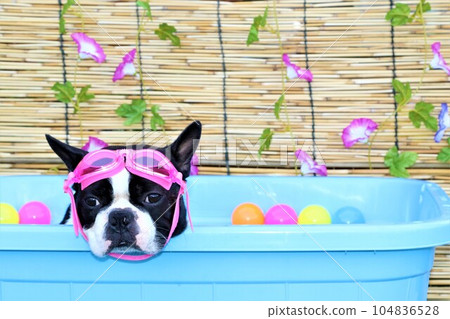 Mighty, a Boston Terrier who cools off in a pool with cute morning glory and colored balls♡ Mighty, a Boston Terrier who cools off in a pool with cute morning glory and colored balls♡ 104836528