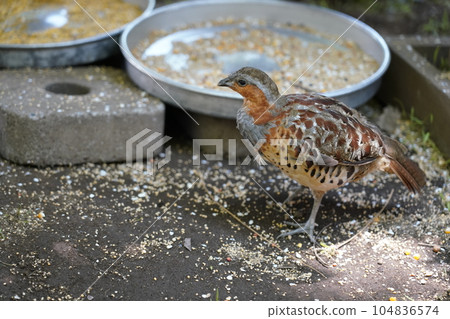 Quail-Sagamihara Asamizo Park Fureai Animal Square- 104836574